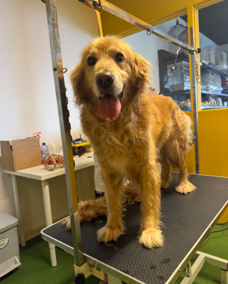 Pet Grooming 3